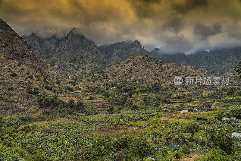 Garajonay山- La Gomera，香蕉种植园